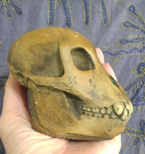 Load image into Gallery viewer, Proconsul africanus skull #2 Reconstruction cranium replica Full-size reconstruction cast