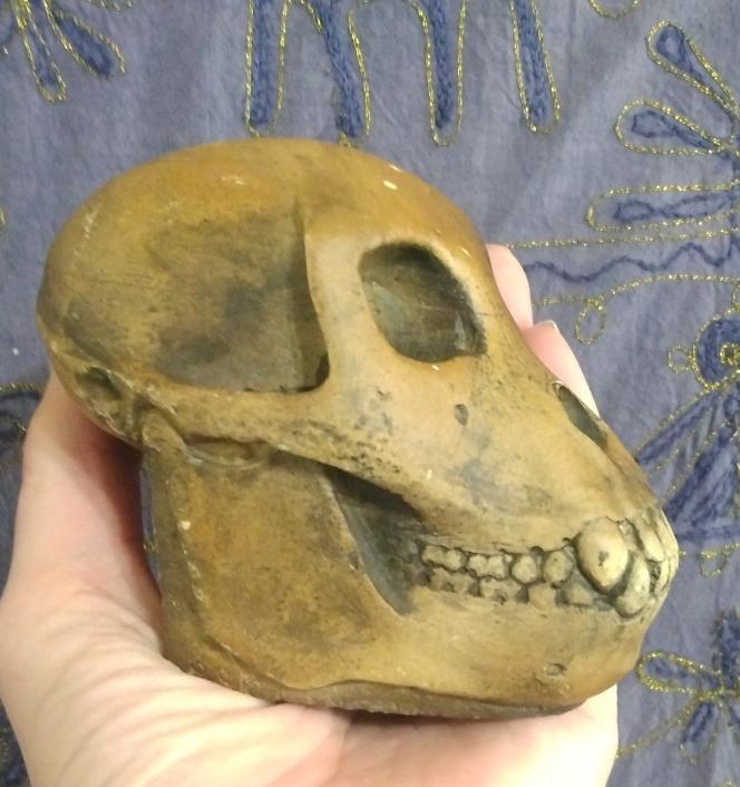 Proconsul africanus skull #2 Reconstruction cranium replica Full-size reconstruction cast
