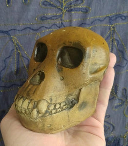 Proconsul africanus skull #2 Reconstruction cranium replica Full-size reconstruction cast