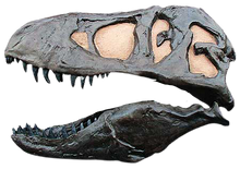 Laden Sie das Bild in den Galerie-Viewer, One sided T.rex skull cast replica (Left side) TMF