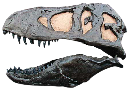 One sided T.rex skull cast replica (Left side) TMF