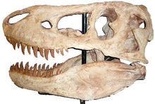 Load image into Gallery viewer, Deposit for Paul Tarbosaurus skull cast replica TMF