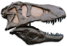 Cargar imagen en el visor de la galería, T.rex skull cast replica TMF
