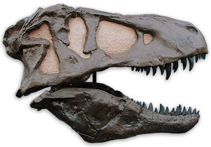 T.rex skull cast replica TMF