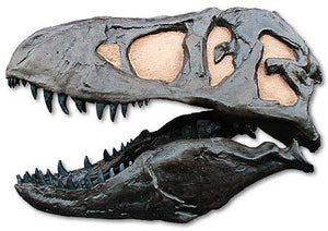T.rex skull cast replica TMF