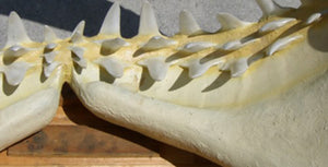 Megalodon Jaw cast replica #2