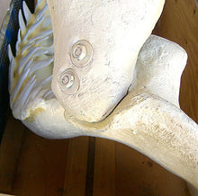 Laden Sie das Bild in den Galerie-Viewer, Megalodon Jaw cast replica #2