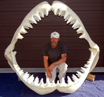 Megalodon Jaw cast replica #2