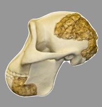 画像をギャラリービューアに読み込む, Meganthropus skull cast reconstruction 2023 price