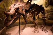 Load image into Gallery viewer, Chasmosaurus skeleton cast replica dinosaur