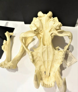 Smilodon Stand, Stand for Smilodon skull cast replica