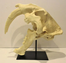 Cargar imagen en el visor de la galería, Smilodon Stand, Stand for Smilodon skull cast replica