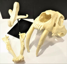 Load image into Gallery viewer, Smilodon Stand, Stand for Smilodon skull cast replica
