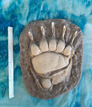 Load image into Gallery viewer, Grizzly Bear footprint track cast replica