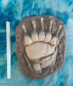 Grizzly Bear footprint track cast replica