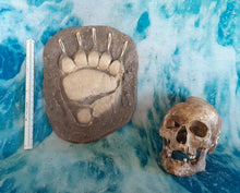 Laden Sie das Bild in den Galerie-Viewer, Grizzly Bear footprint track cast replica