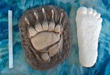 Laden Sie das Bild in den Galerie-Viewer, Grizzly Bear footprint track cast replica