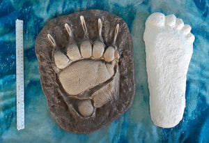 Grizzly Bear front footprint track cast replica