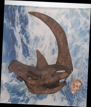 Laden Sie das Bild in den Galerie-Viewer, Woolly Rhino skull cast replica 3