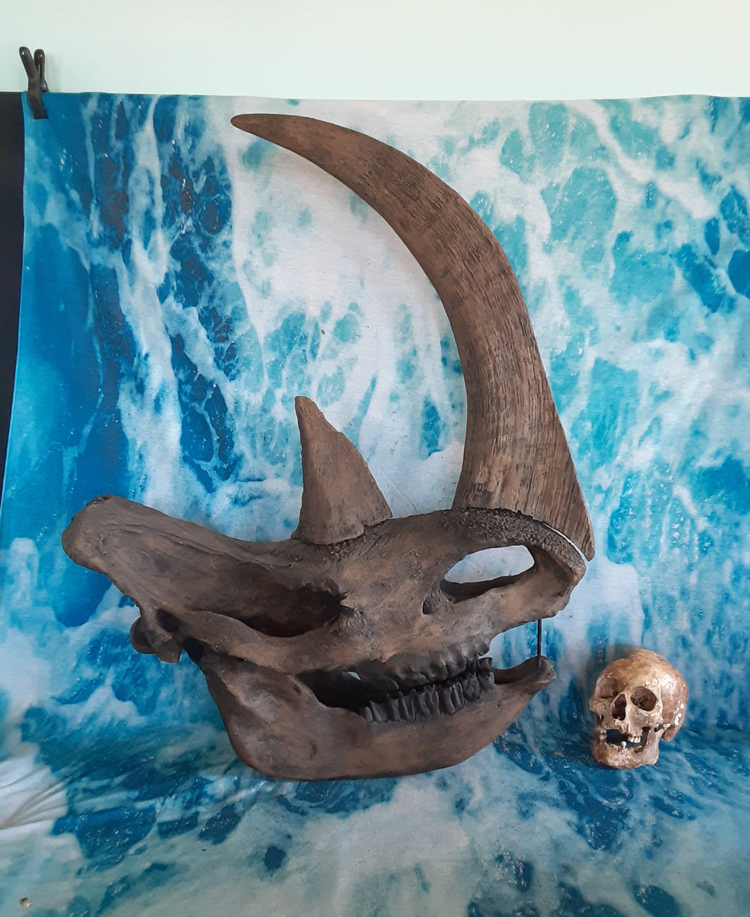 Woolly Rhino horns cast replicas 2