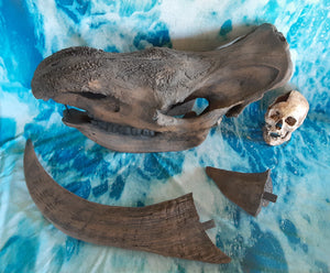Woolly Rhino skeleton cast replica 2