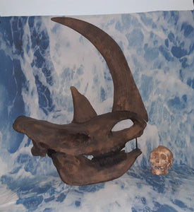 Woolly Rhino skull cast replica 3
