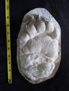 Bear: Adult Black Bear Footprint #1 Cast Replica