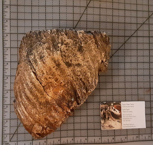 Woolly Mammoth Tooth Cast Replica #1