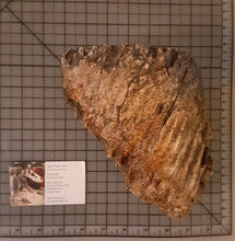 Load image into Gallery viewer, Woolly Mammoth Tooth Cast Replica #1