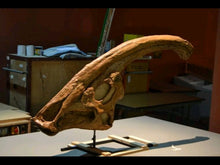 Laden Sie das Bild in den Galerie-Viewer, Parasaurolophus skull Cast replica (one sided version)
