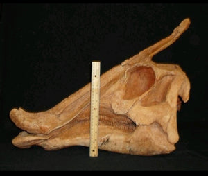 Saurolophus skull cast replica