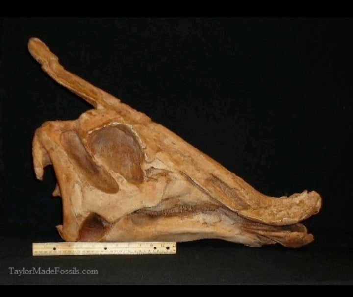 Saurolophus skull cast replica