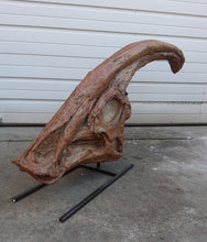 Cargar imagen en el visor de la galería, Parasaurolophus skull cast replica