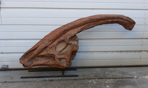 Parasaurolophus skull cast replica