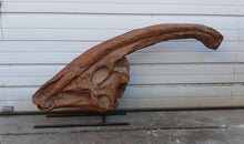 Load image into Gallery viewer, Discounted Parasaurolophus skull cast replica