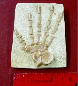 Caseabrioli Fossil Cast foot of Dimetrodon species- Caseabrioli