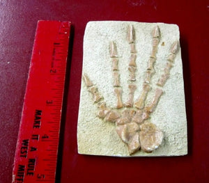 Caseabrioli Fossil Cast foot of Dimetrodon species- Caseabrioli