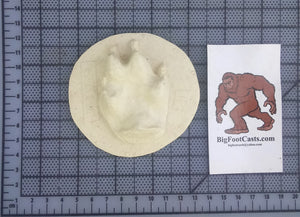 Red fox footprint cast replica
