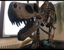 Laden Sie das Bild in den Galerie-Viewer, Herrerasaurus skeleton cast replica dinosaur for sale or rent