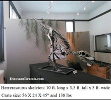 Laden Sie das Bild in den Galerie-Viewer, Herrerasaurus skeleton cast replica dinosaur for sale or rent