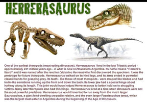 Herrerasaurus skeleton cast replica dinosaur for sale or rent
