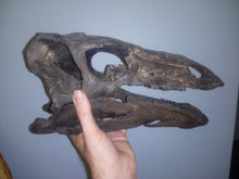 Charger l&#39;image dans la galerie, Stegosaurus skull cast replica #1