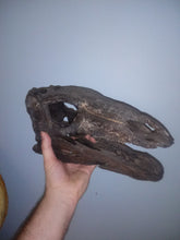 Laden Sie das Bild in den Galerie-Viewer, Stegosaurus skull cast replica #1