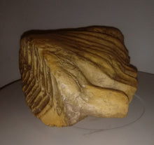 Cargar imagen en el visor de la galería, Dwarf Mammoth tooth cast replica