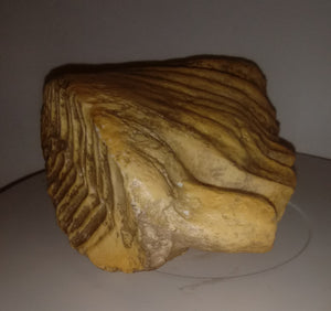 Dwarf Mammoth tooth cast replica