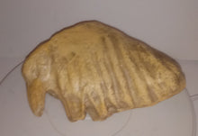 Laden Sie das Bild in den Galerie-Viewer, Dwarf Mammoth tooth cast replica