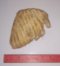 Load image into Gallery viewer, Dwarf Mammoth tooth cast replica