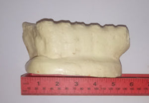 Mammoth tooth cast replica #5 (unpainted)