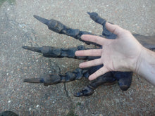 Laden Sie das Bild in den Galerie-Viewer, Megalonyx ground sloth arm and hand cast replica