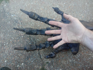 Megalonyx ground sloth arm and hand cast replica
